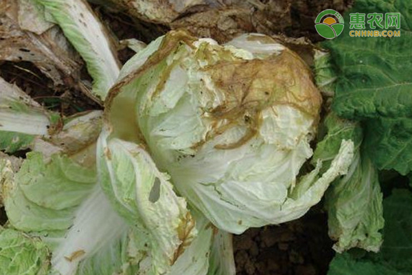 大白菜患软腐病是什么原因？怎么防治？-图片版权归惠农网所有