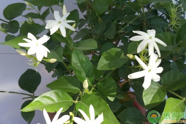 茉莉花叶子发黄是什么原因？-图片版权归惠农网所有