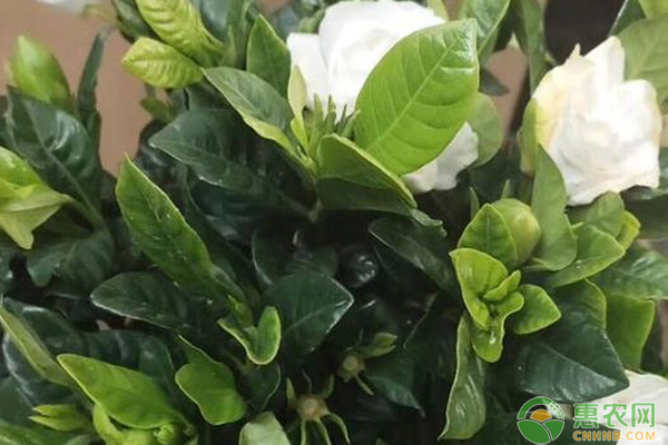 栀子花养护中重点注意这5种虫害-图片版权归惠农网所有