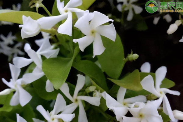 茉莉花几天浇一次水？-图片版权归惠农网所有