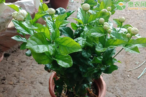 茉莉花几天浇一次水？-图片版权归惠农网所有