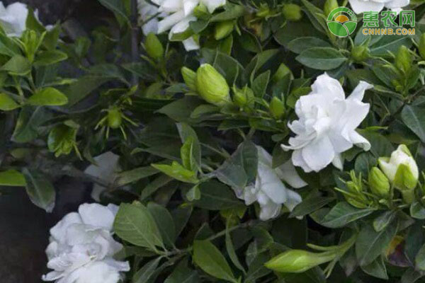 栀子花冬季室外如何越冬？-图片版权归惠农网所有