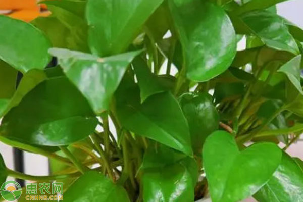 绿萝怎样施肥可以枝繁叶茂？-图片版权归惠农网所有