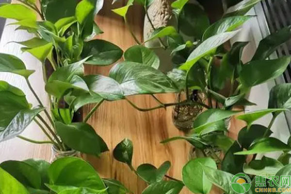 绿萝怎样施肥可以枝繁叶茂？-图片版权归惠农网所有