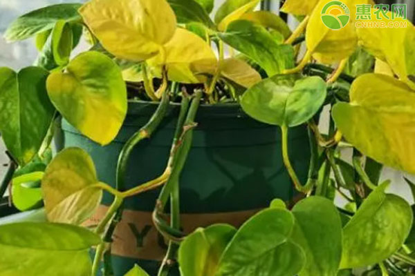 绿萝怎样施肥可以枝繁叶茂？-图片版权归惠农网所有