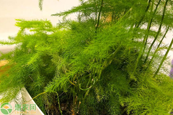 文竹叶子发黄的原因及补救办法-图片版权归惠农网所有