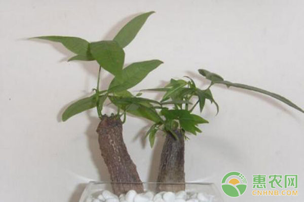 <a href='http://www.lianlianny.com/agricprod/p/facaishu/' class='j-href' target='_blank'><span style='color:#FF8001'>发财树价格</span></a>