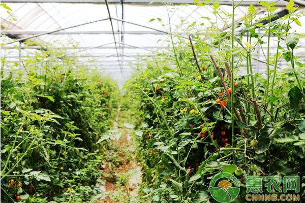浅谈大棚番茄主要病害的绿色防治技术