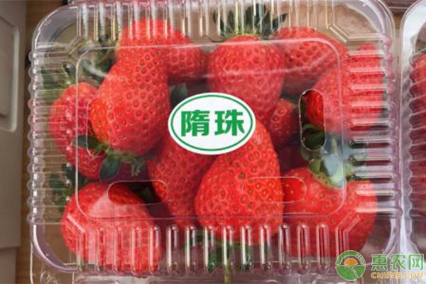 隋珠草莓