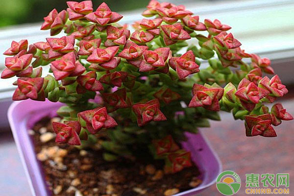 新手怎么种植多肉植物？掌握这六个关键步骤就行了