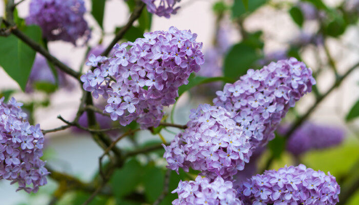 丁香花1.jpg
