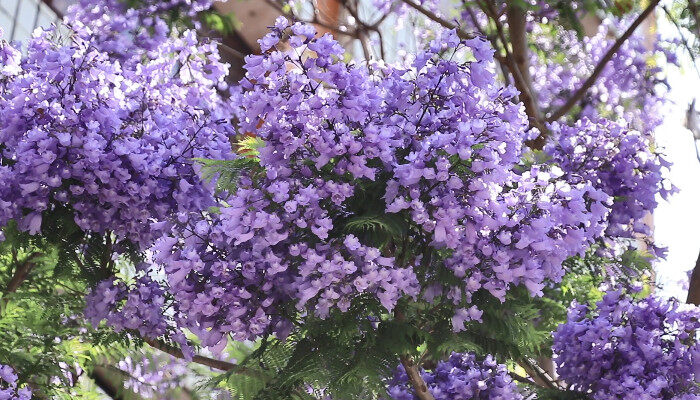 蓝花楹2.jpg