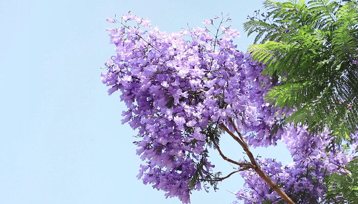 蓝花楹1.jpg