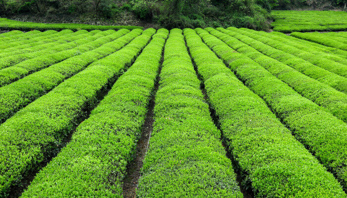 茶树1.jpg