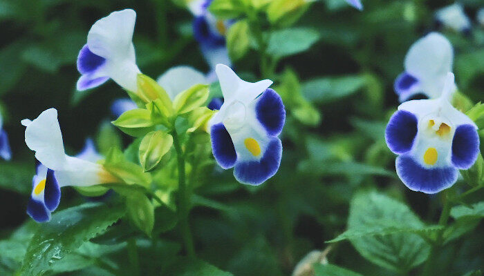 牵牛花3.jpg