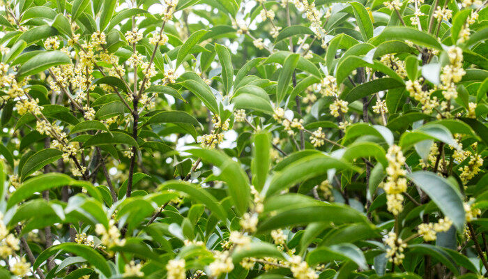 桂花分类2.jpg