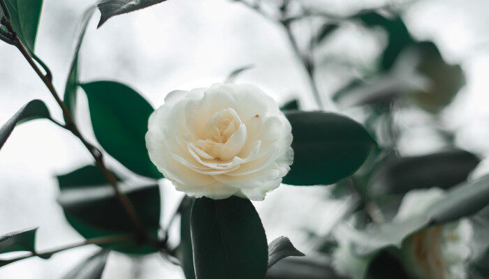 昆明市花1.jpg