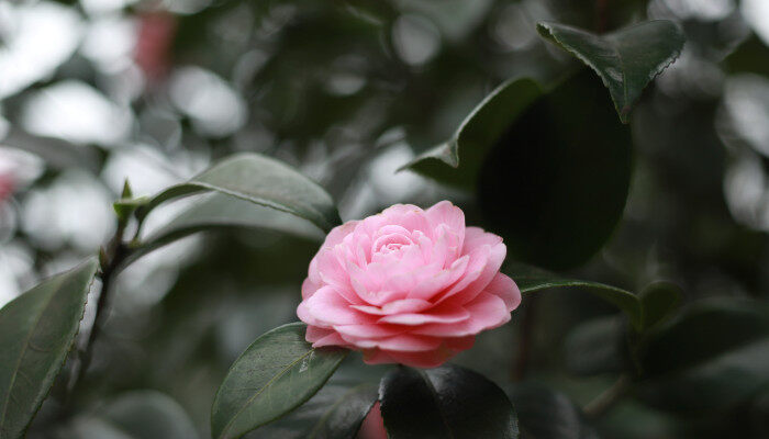 昆明市花2.jpg