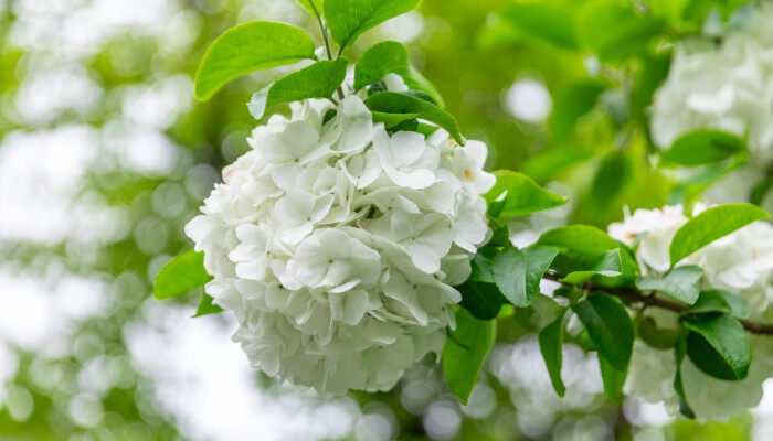 绣球花1.jpg
