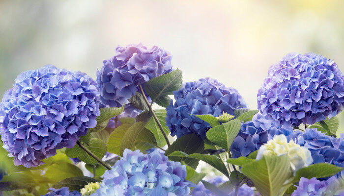 绣球花2.jpg