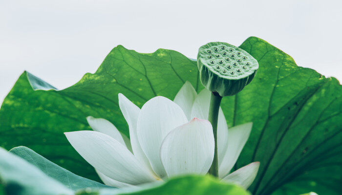 夏天开什么花1.jpg