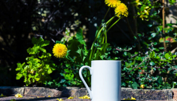 蒲公英茶2.jpg