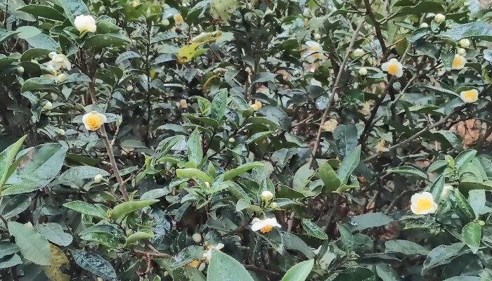 白茶花是什么2.jpg