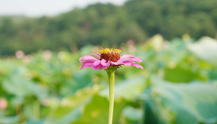 百日菊1.jpg